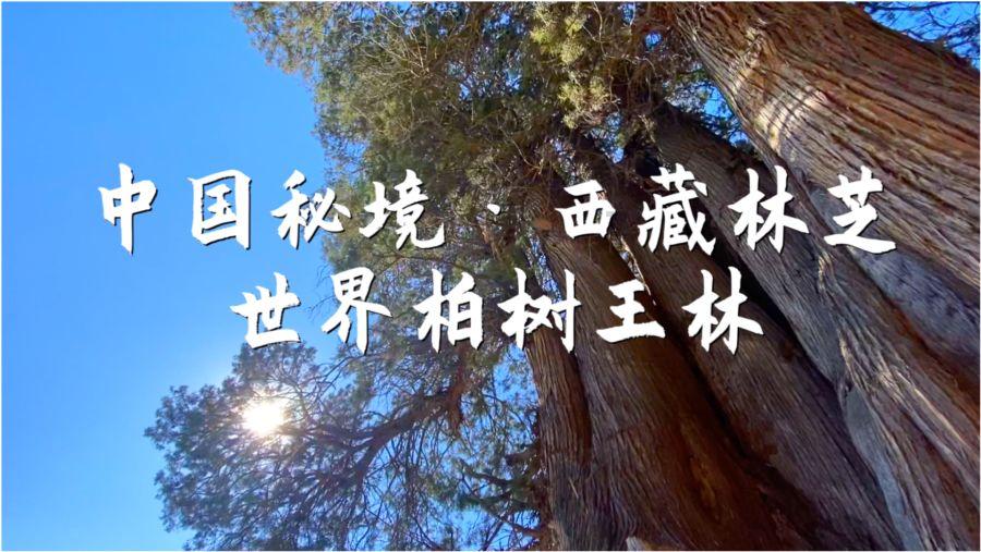 害怕 英语游戏画面